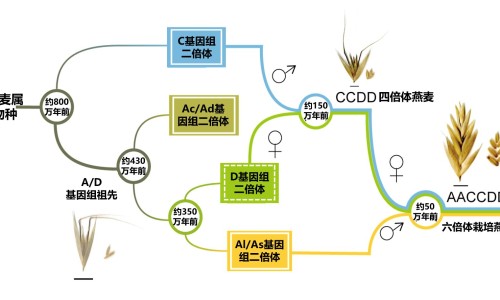 姜粉黑豆干一起吃的好处-生姜黑豆的功效和药用-黑豆加姜干,中国干姜黑豆功效与作用及禁忌网站