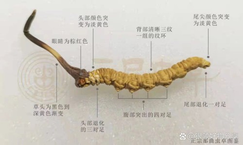 生姜黑豆的功效和药用-黑豆加姜干,中国干姜黑豆功效与作用及禁忌网站