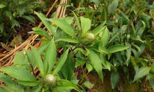 生姜黑豆的功效和药用-黑豆加姜干,中国干姜黑豆功效与作用及禁忌网站
